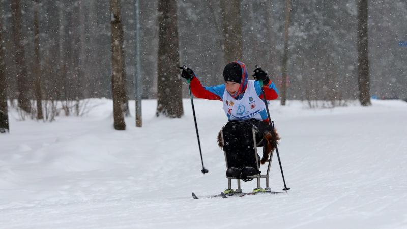 A child in a sledge competing in a cross-country race in the snow