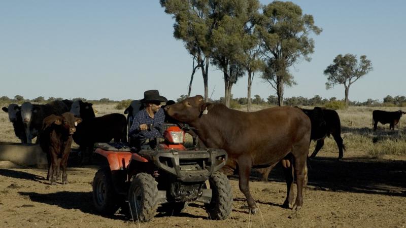 Ashley Adams Cattle Farmer