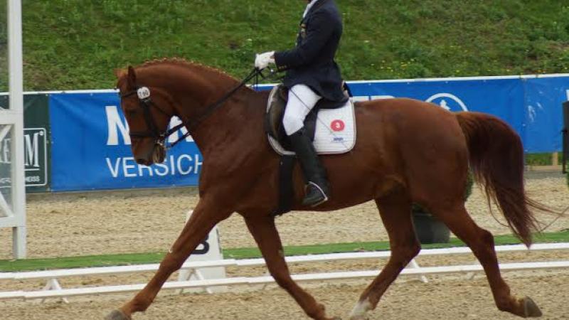 A para-equestrian rider gallops on a horse.