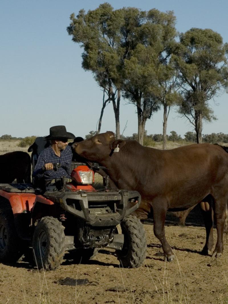Ashley Adams Cattle Farmer