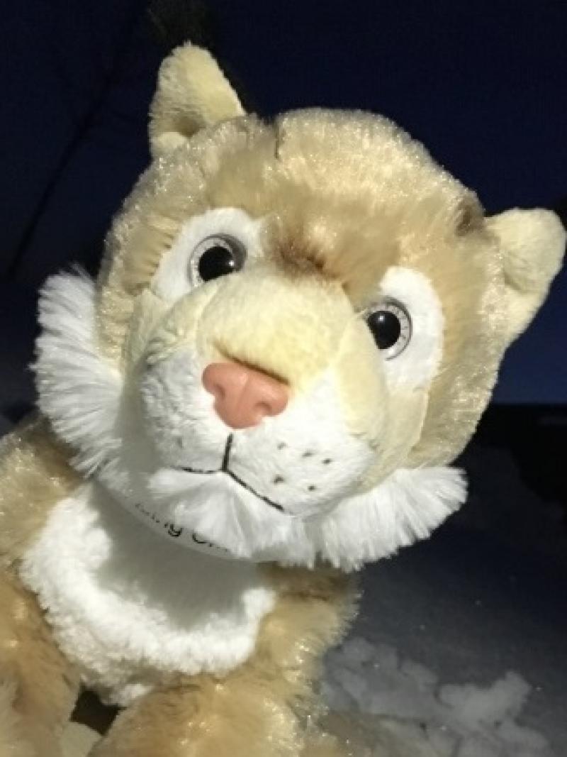 The mascot for the 2017 World Para Nordic Skiing Championships is a lynx