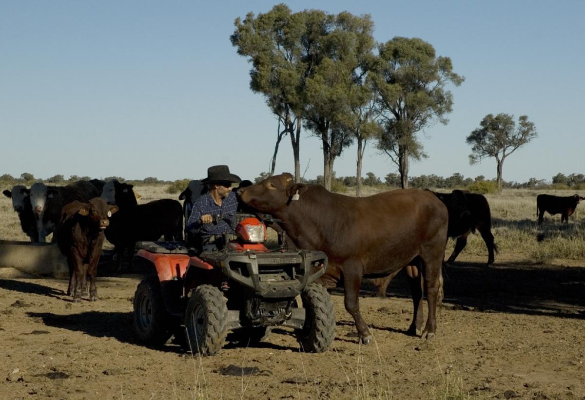 Ashley Adams Cattle Farmer